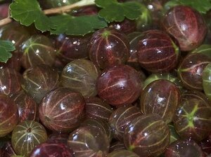 Ribes u.-c. Hinnonmäki Röd 80-100 cm container stem