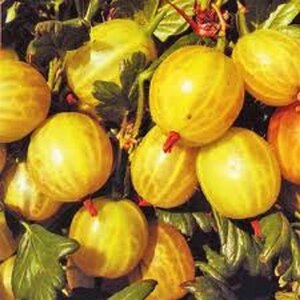 Ribes u.-c. 'Invicta' WIT geen maat specificatie wortelgoed 3-5 tak struik - afbeelding 5