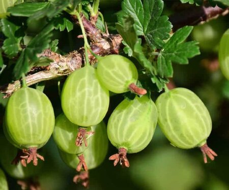 Ribes u.-c. 'Invicta' WIT geen maat specificatie wortelgoed 3-5 tak struik - afbeelding 4