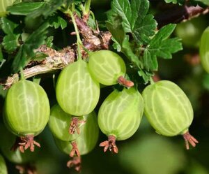 Ribes u.-c. 'Invicta' WIT geen maat specificatie wortelgoed 3-5 tak struik - afbeelding 4