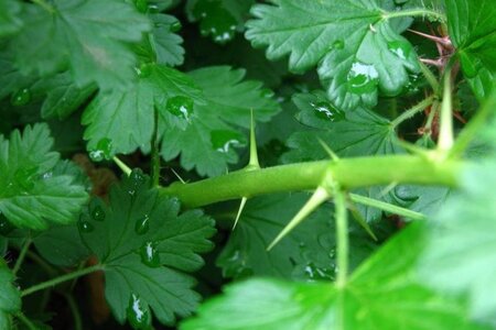 Ribes u.-c. 'Invicta' WIT geen maat specificatie wortelgoed 5-8 tak struik - afbeelding 2