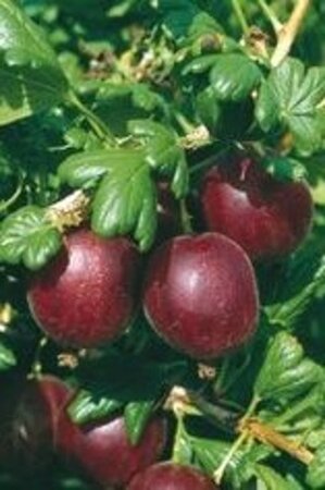 Ribes u.-c. 'Whinham's Industry' geen maat specificatie wortelgoed 3-5 tak struik