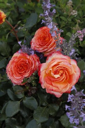 Rosa (F) Meteor wortelgoed A kwaliteit - afbeelding 1