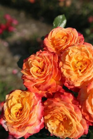 Rosa (F) Meteor wortelgoed A kwaliteit - afbeelding 2