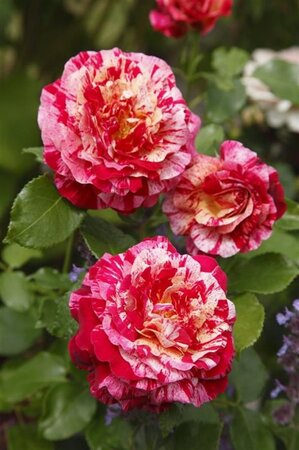 Rosa (F) Abracadabra wortelgoed A kwaliteit