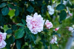 Rosa (K) 'Albertine' geen maat specificatie wortelgoed