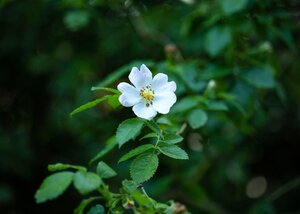 Rosa arvensis wortelgoed A kwaliteit