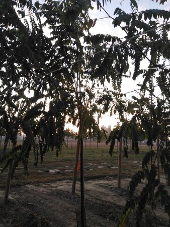 Robinia marg. Casque Rouge ('Pink Cascade') 10-12 Hoogstam wortelgoed