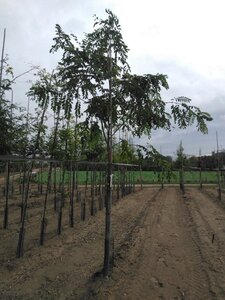 Robinia marg. Casque Rouge ('Pink Cascade') 14-16 Hoogstam wortelgoed 2 X verplant