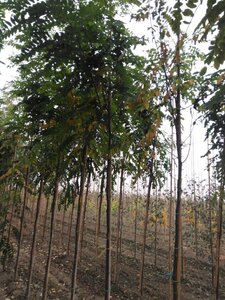 Robinia marg. Casque Rouge ('Pink Cascade') 8-10 Hoogstam wortelgoed