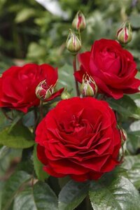 Rosa (F) Bordeaux wortelgoed A kwaliteit