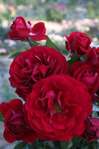 Rosa (F) Bordeaux wortelgoed A kwaliteit - afbeelding 2