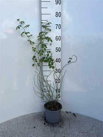 Rosa (o) canina 60-80 cm cont. 2,0L - afbeelding 1