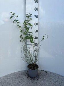 Rosa (o) canina 60-80 cm cont. 2,0L