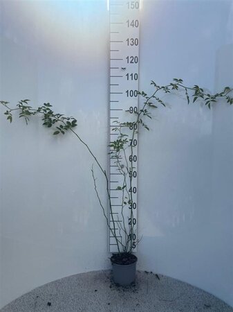 Rosa (o) canina 60-80 cm cont. 2,0L - afbeelding 2