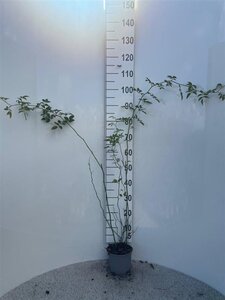 Rosa (o) canina 60-80 cm cont. 2,0L - afbeelding 2