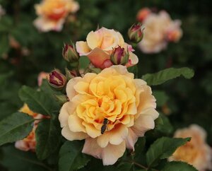 Rosa (P) Caramella wortelgoed A kwaliteit