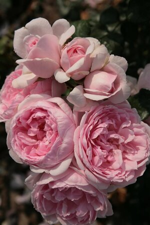 Rosa (M) 'Cinderella' wortelgoed A kwaliteit - afbeelding 2