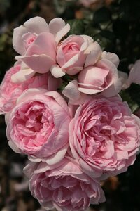 Rosa (M) 'Cinderella' wortelgoed A kwaliteit - afbeelding 2