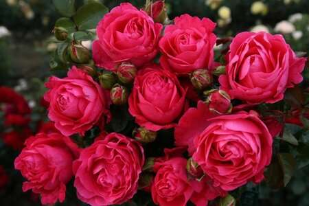 Rosa (T) Cherry Lady wortelgoed A kwaliteit - afbeelding 1