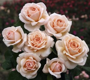 Rosa (T) Courage® wortelgoed A kwaliteit