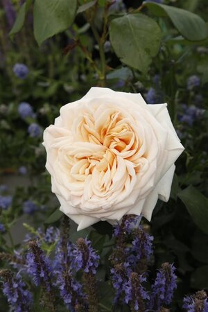 Rosa (T) Courage® wortelgoed A kwaliteit - afbeelding 2