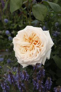 Rosa (T) Courage® wortelgoed A kwaliteit - afbeelding 2