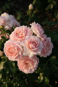 Rosa (F) Cremosa wortelgoed A kwaliteit