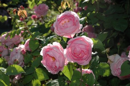 Rosa (K) Constance Spry geen maat specificatie wortelgoed - afbeelding 1