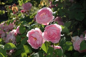 Rosa (K) Constance Spry geen maat specificatie wortelgoed