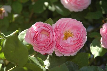 Rosa (K) Constance Spry geen maat specificatie wortelgoed - afbeelding 2