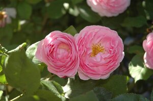 Rosa (K) Constance Spry geen maat specificatie wortelgoed - afbeelding 2