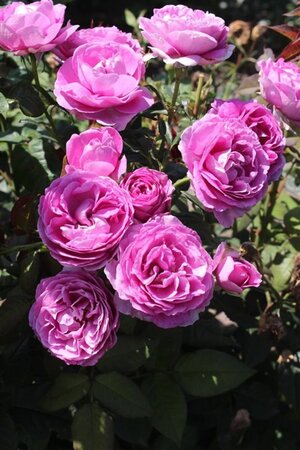 Rosa (F) Carmen Würth 90 cm stem BR