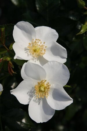 Rosa Escimo 60 cm stam wortelgoed