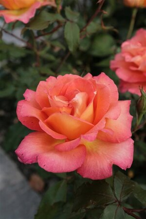 Rosa (T) Fairest Cape wortelgoed A kwaliteit - afbeelding 1