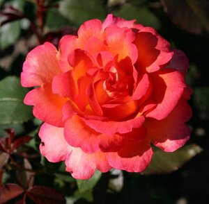 Rosa (T) Fairest Cape wortelgoed A kwaliteit - afbeelding 2