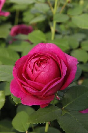 Rosa (F) Für Elise 90 cm stem BR - image 1