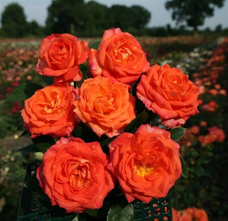Rosa (F) 'Feurio' wortelgoed A kwaliteit