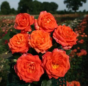 Rosa (F) 'Feurio' wortelgoed A kwaliteit