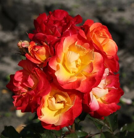 Rosa (F) Firebird wortelgoed A kwaliteit