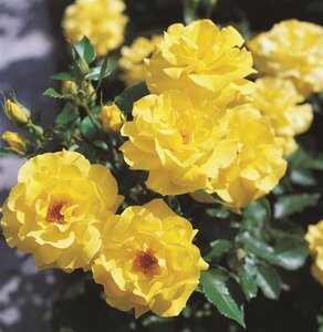 Rosa (F) Friesia 90 cm stam wortelgoed