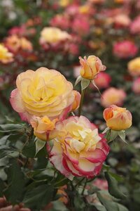 Rosa (T) Flaming Star wortelgoed A kwaliteit - afbeelding 2