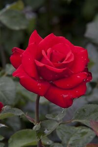 Rosa (T) Grande Amore wortelgoed A kwaliteit - afbeelding 2