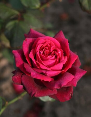 Rosa (T) 'Gräfin Diana®' 90 cm stam wortelgoed - afbeelding 2