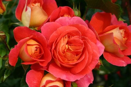 Rosa (F) Gebrüder Grimm® (Joli Tambour) 90 cm stam wortelgoed - afbeelding 2