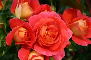 Rosa (F) Gebrüder Grimm® (Joli Tambour) 90 cm stam wortelgoed - afbeelding 2