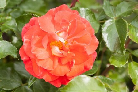 Rosa (F) Gebrüder Grimm® (Joli Tambour) 90 cm stam wortelgoed - afbeelding 3