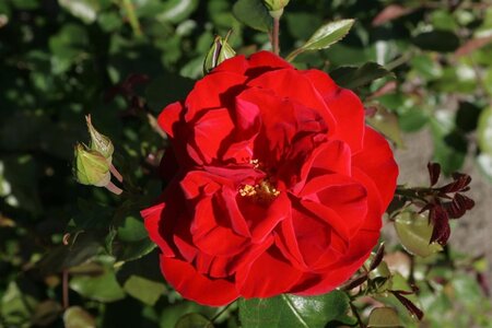 Rosa (K) Grand Hotel wortelgoed A kwaliteit - afbeelding 1