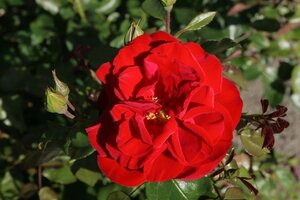 Rosa (K) Grand Hotel wortelgoed A kwaliteit