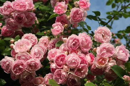 Rosa 'Jasmina' wortelgoed A kwaliteit - afbeelding 1
